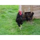 LARGE FOWL HATCHING EGGS
